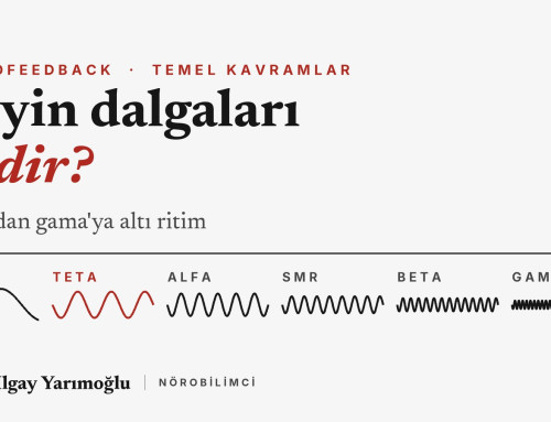 Beyin Dalgaları: Delta, Teta, Alfa, SMR, Beta ve Gama Nedir?
