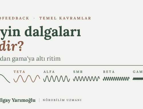 Beyin Dalgaları: Delta, Teta, Alfa, SMR, Beta ve Gama Nedir?
